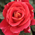 Vörös - Virágágyi floribunda rózsa - Alcazar
